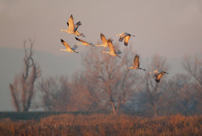 Sandhill Cranes, morning flyout