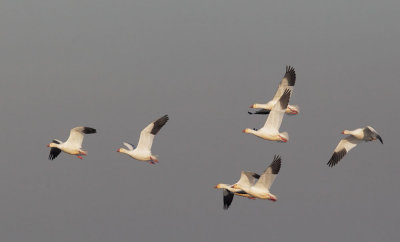 Snow Geese