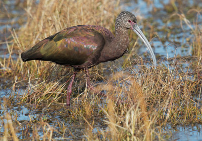 White-faced Ibis