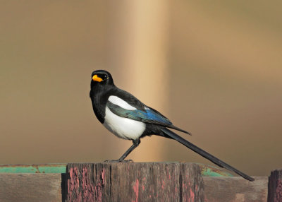 Yellow-billed Magpie