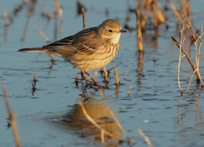 American Pipit, on ice