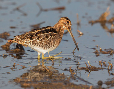 Wilson's Snipe