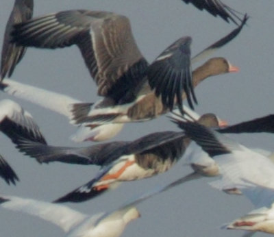 Greater-White Fronted Geese in Ross's flock