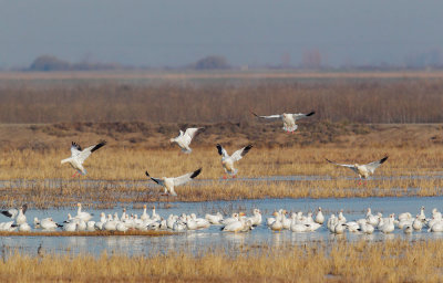 Ross's and Snow Geese
