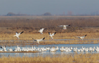 Ross's and Snow Geese, full-size picture