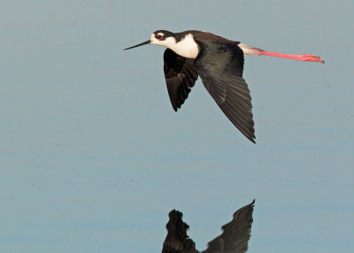 Black-necked Stilt, female