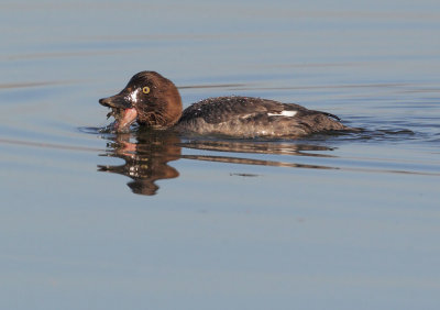 Common Goldeneye, female, with crab