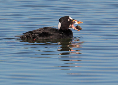 Surf Scoter, male, with shellfish
