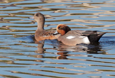 American Wigeon X Eurasian Wigeon male, with American Wigeon female