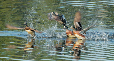 American Wigeons, courtship pursuit