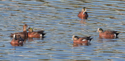 American Wigeons, courting