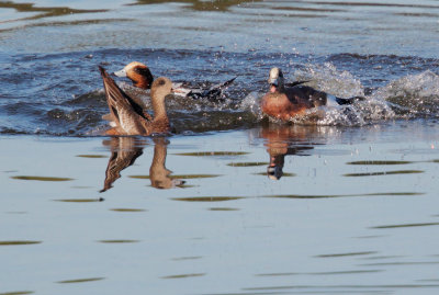 American Wigeon and American x Eurasian hybrid, courting