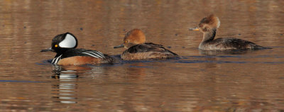 Hooded Mergansers, male and two females