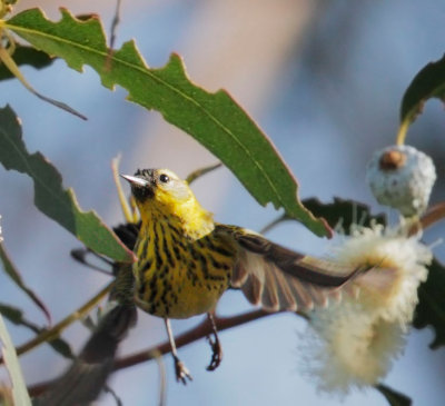 Cape May Warbler, male flying