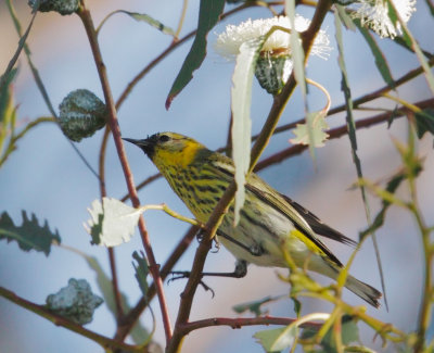 Cape May Warbler, male