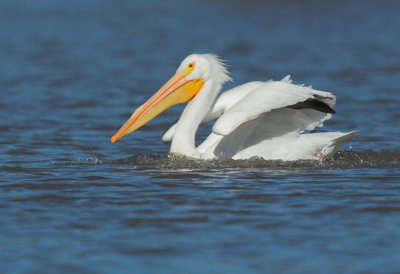 American White Pelican, landing