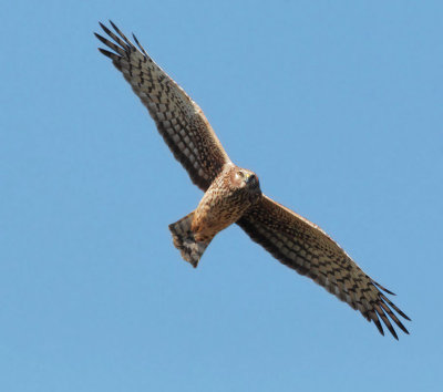 Northern Harrier, female