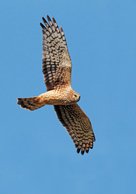 Northern Harrier, female