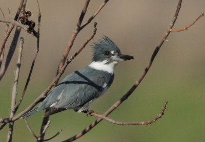 Belted Kingfisher, male