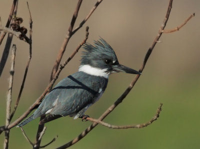 Belted Kingfisher, male