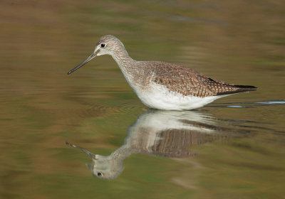 Greater Yellowlegs