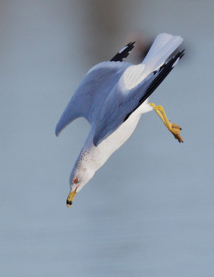 Ring-billed Gull, molting to breeding plumage, diving