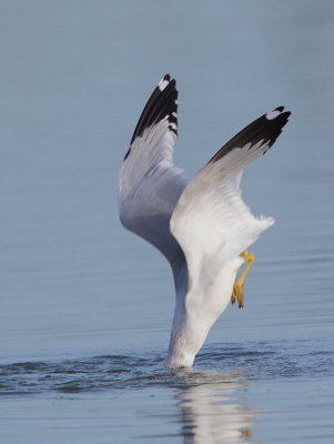 Ring-billed Gull, adult diving