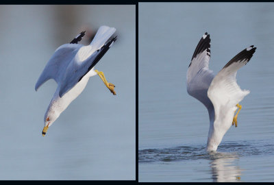 Ring-billed Gull, breeding plumage, diving