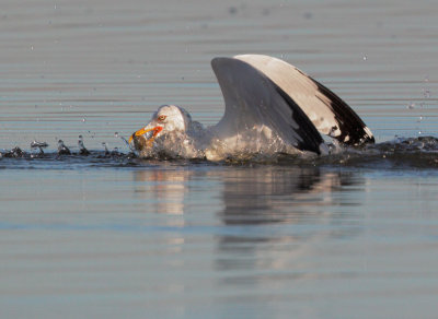 Ring-billed Gull, molting, with clam