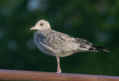 Ring-billed Gull, juvenile