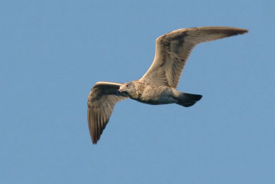 Ring-billed Gull, juvenile 