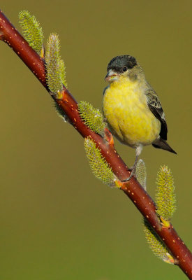 Lesser Goldfinch, male