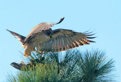 Red-tailed Hawk with prey 1