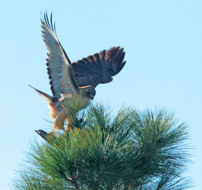 Red-tailed Hawk with prey 2