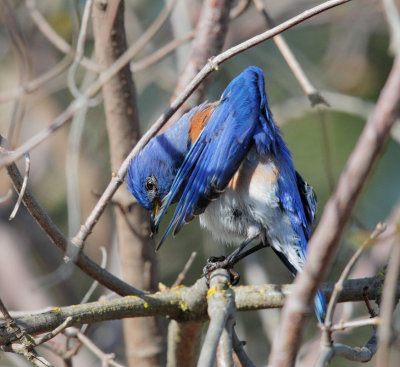Western Bluebird, male preening