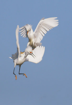Snowy Egrets, fighting