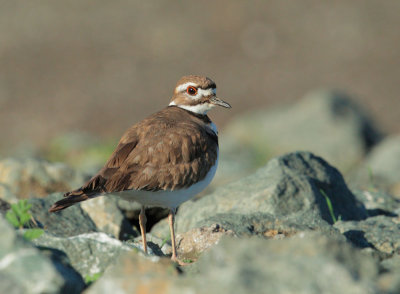 Killdeer