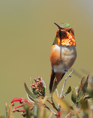 Allen's Hummingbird, male