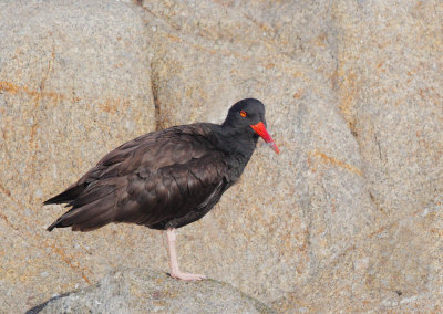 Black Oystercatcher