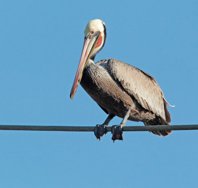 Brown Pelican (Webfoot on Wire)