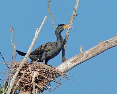 Double-crested Cormorant, on nest