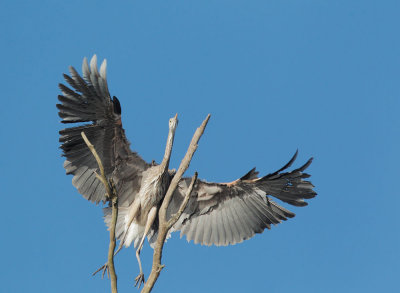 Great Blue Heron, landing