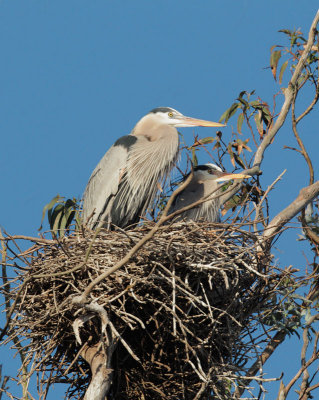 Great Blue Herons, at nest