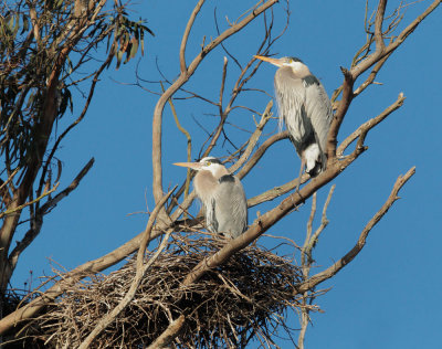 Great Blue Herons, at nest
