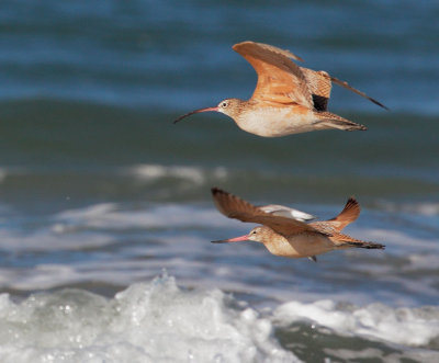 Long-billed Curlew and Marbled Godwit, flying