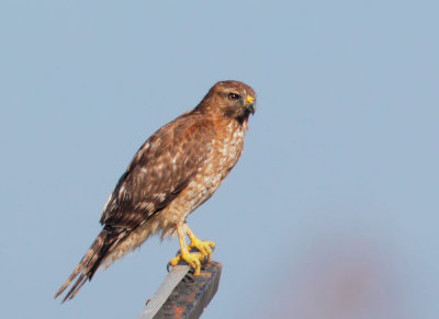 Red-shouldered Hawk, juvenile