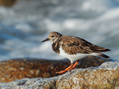 Ruddy Turnstone