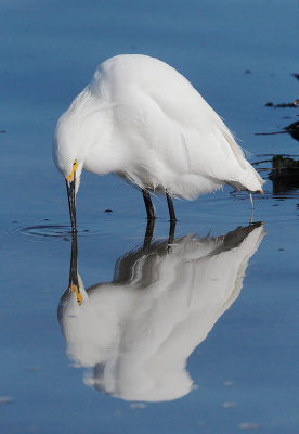 Snowy Egret