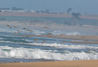 Marbled Godwits, flocking