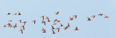Marbled Godwits and Long-billed Curlews, flocking together